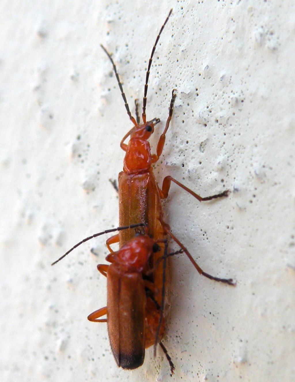 Intimit per due Rhagonycha fulva